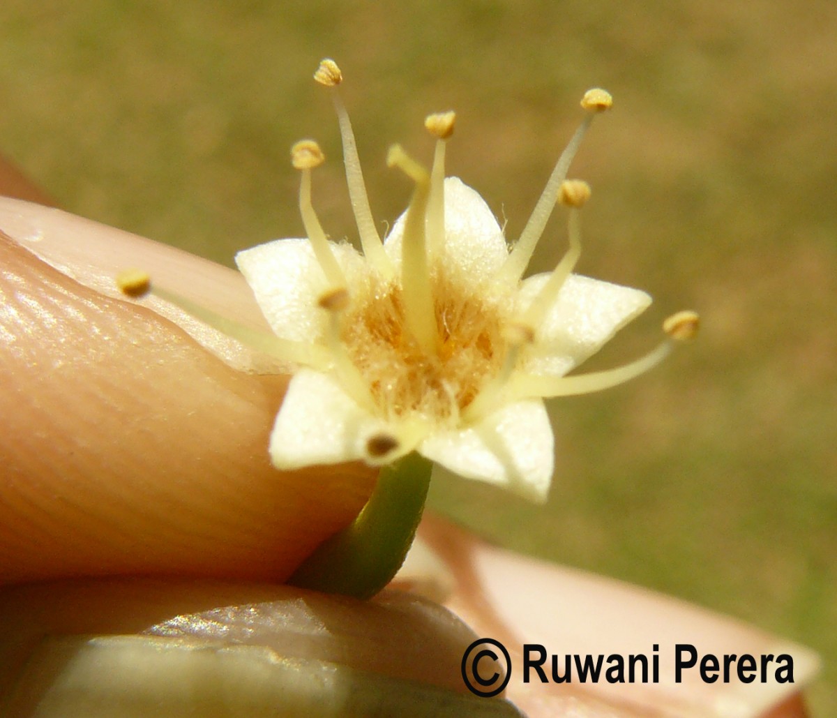 Terminalia catappa L.